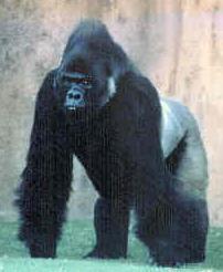 Grauer's Gorilla