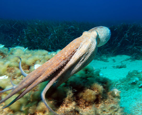 How octopuses co-ordinate their arms