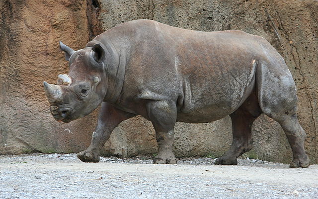 Click to donate for free, to protect Rhinos