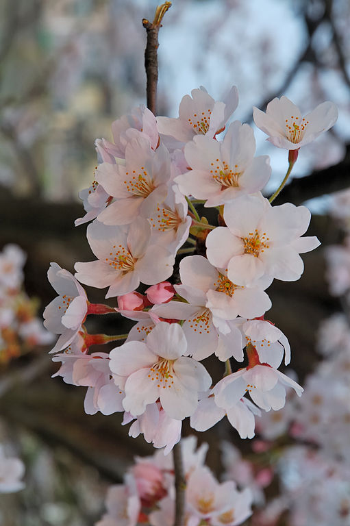 Rosa explosion sprids över Japan