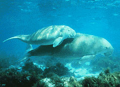 Rädda dugongerna